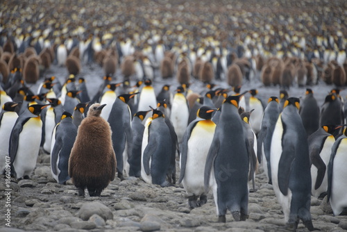 Penguin colony on South Georgia island