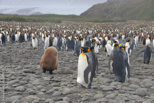 Penguin kolonie on South Georgia