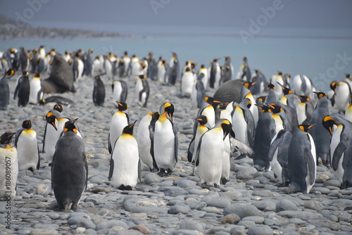 Large colony penguins on South Georgia