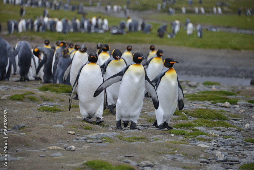 Obraz premium Walking penguins on South Georgia