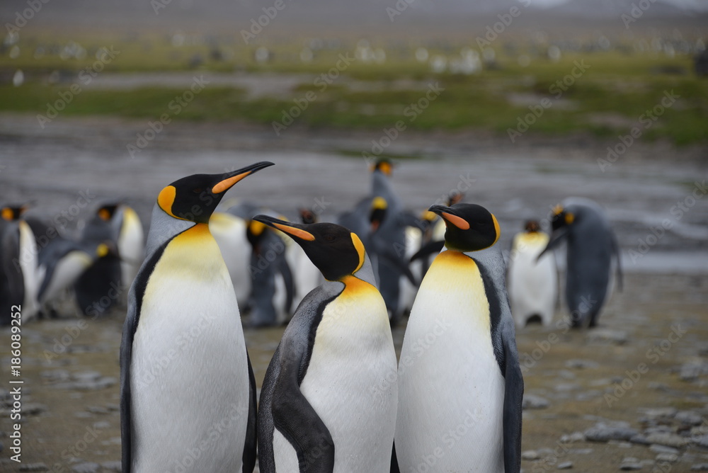 Obraz premium Penguins colony on South Georgia