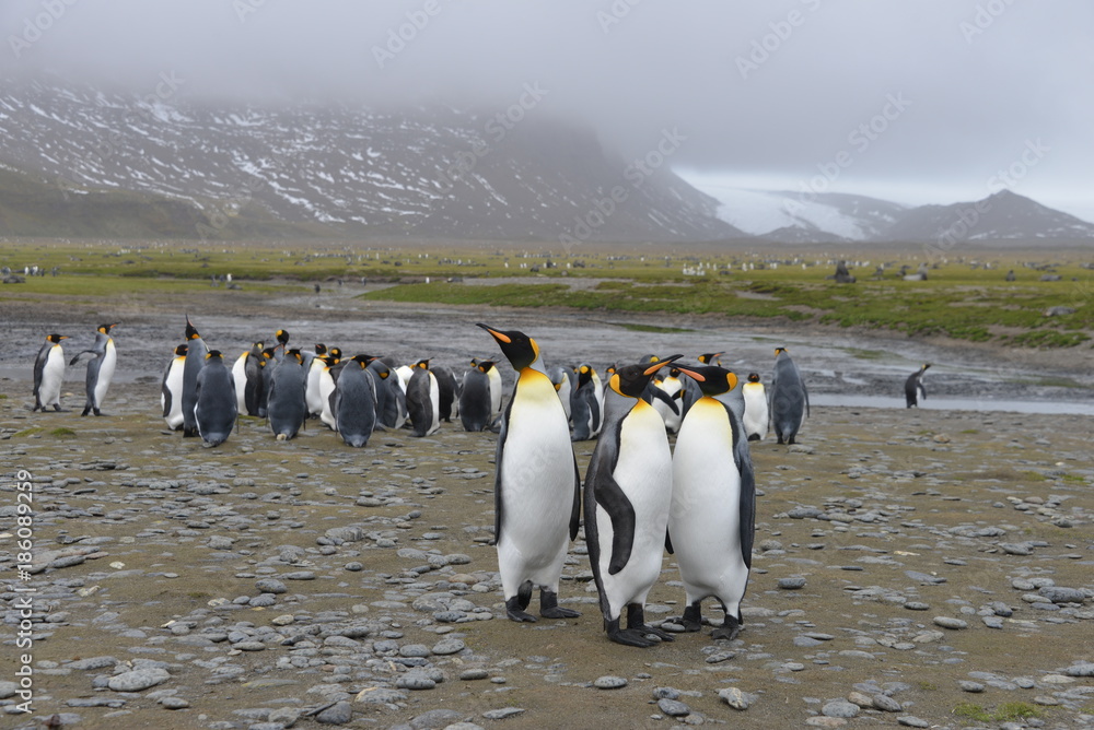 Obraz premium Penguin on South Georgia
