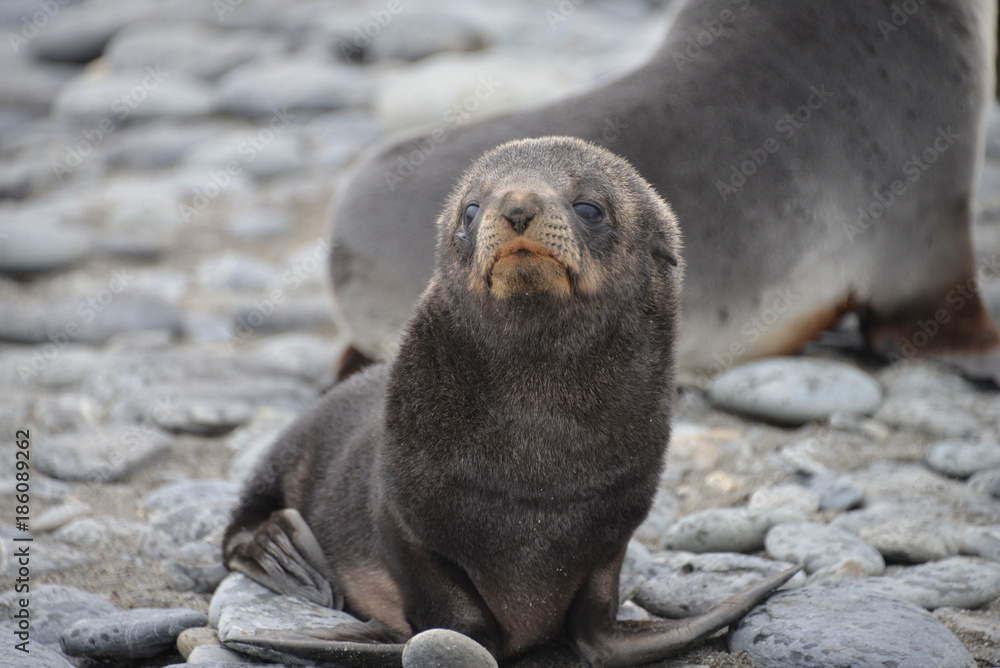 Fototapeta premium Cute Baby Seals on South Georgia