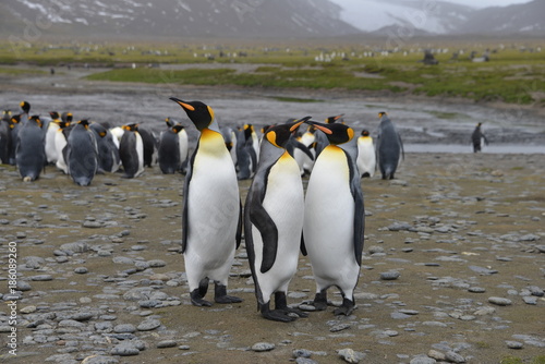 King penguins on South Georgia