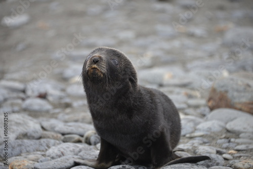 Baby Seal on South Georgia