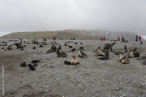 Seals on South Georgia