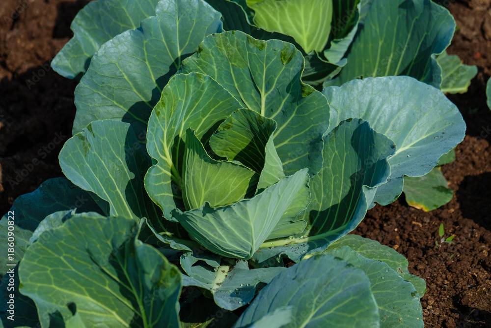 Growing cabbage farm field - Crop plots Growing cabbage farm field - Crop plots