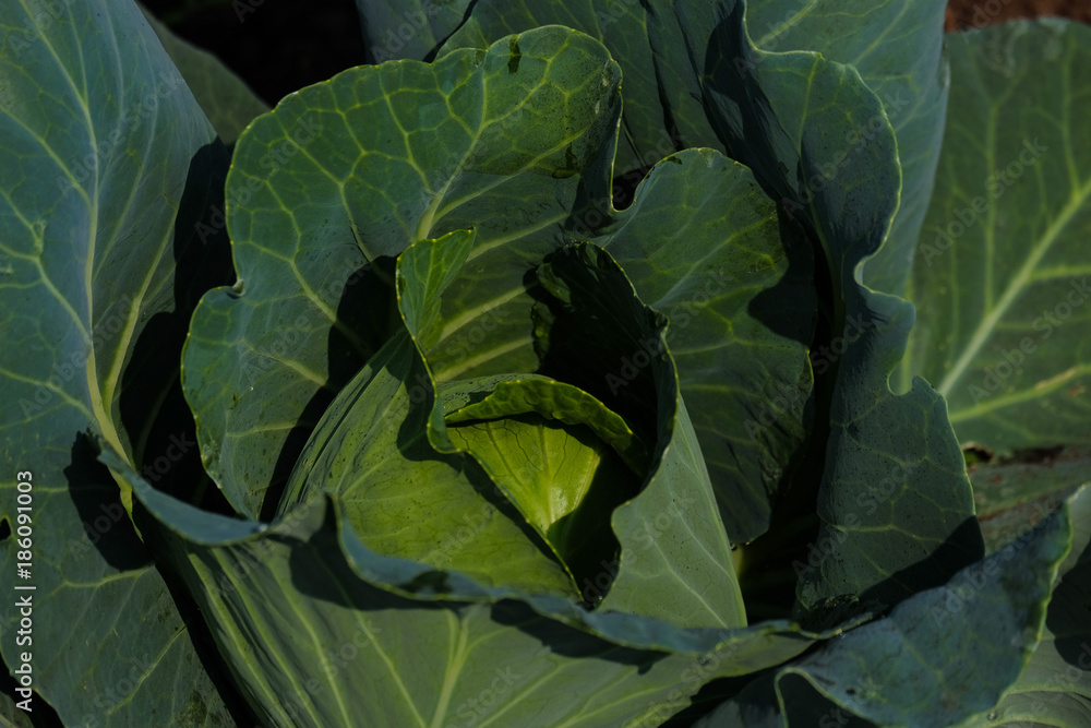 Obraz premium Growing cabbage farm field - Crop plots 