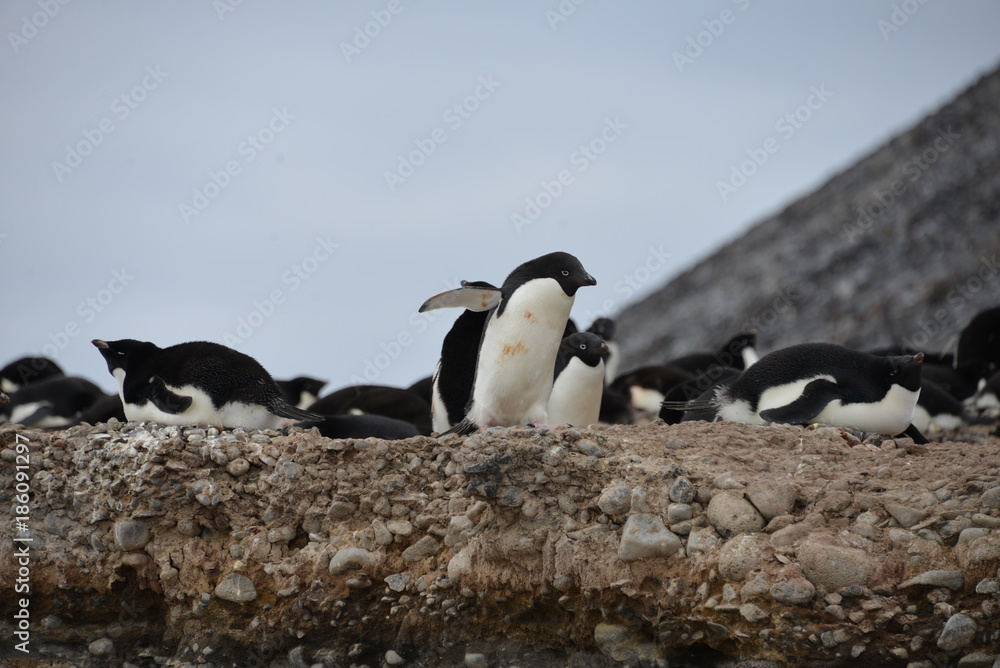 Naklejka premium Penguin on Antarctica, Paulet Island