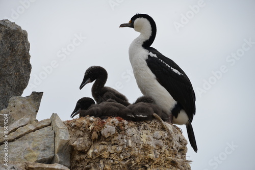 Bird with babies on Antarctica