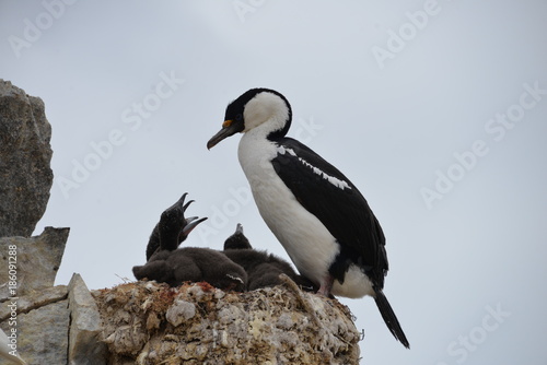 Bird nest, Antarctica