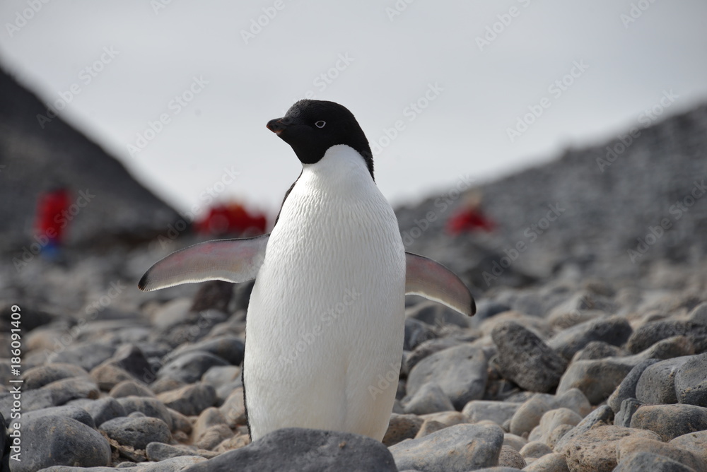 Naklejka premium Penguin on Antarctica