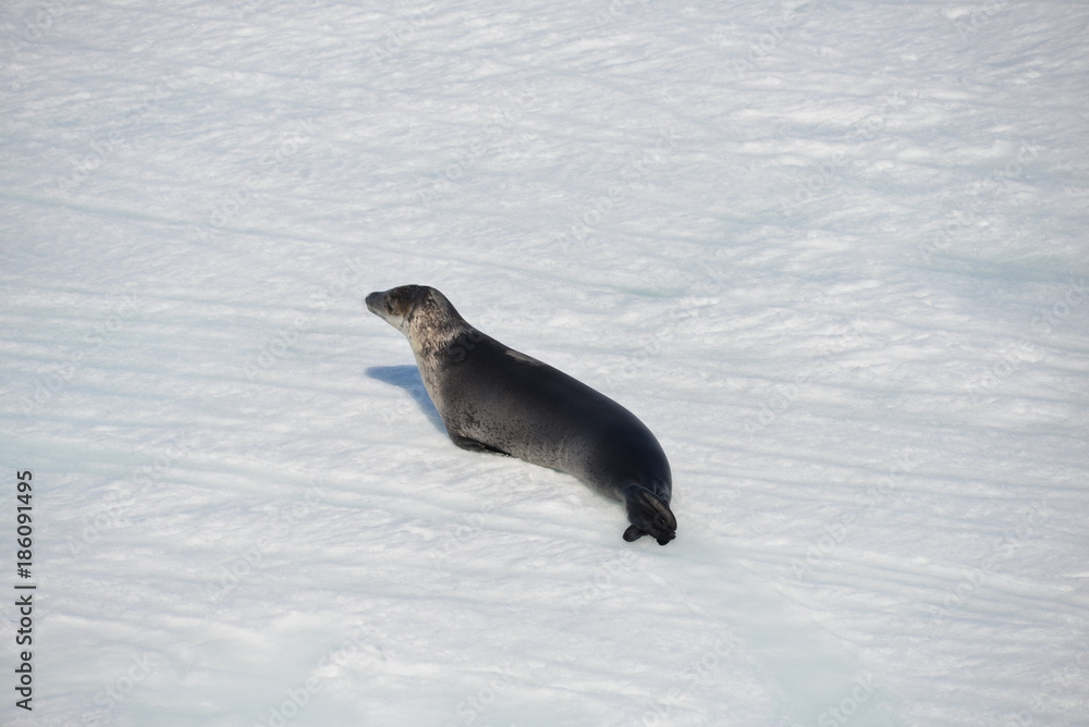 Fototapeta premium Antarctica seal
