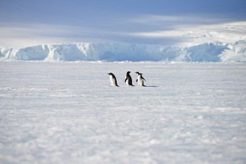 Fotobehang Zuidpoolgebied Pinguïns onder Antarctische hemel  © vormenmedia