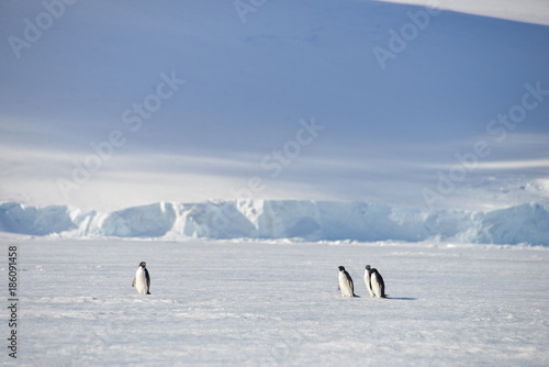 Antarctica pinguins walking on ice