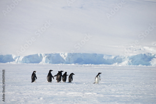 Antarctica colony pinguins