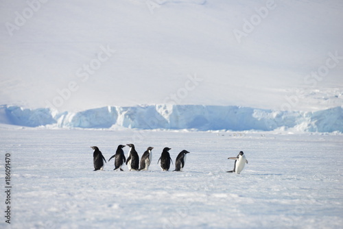 Antarctica animals pinguin