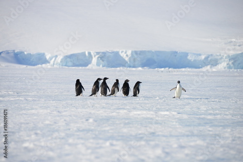 Antarctica pinguinos photo
