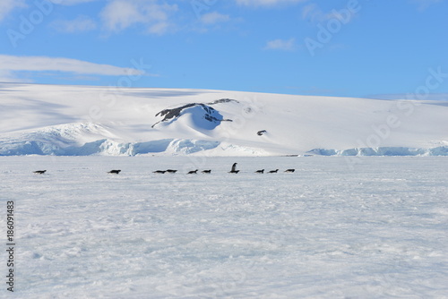 Antarctica penguin blue sky