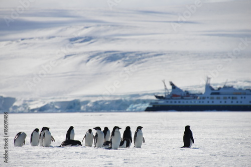 Antarctica pinguins and ship photo