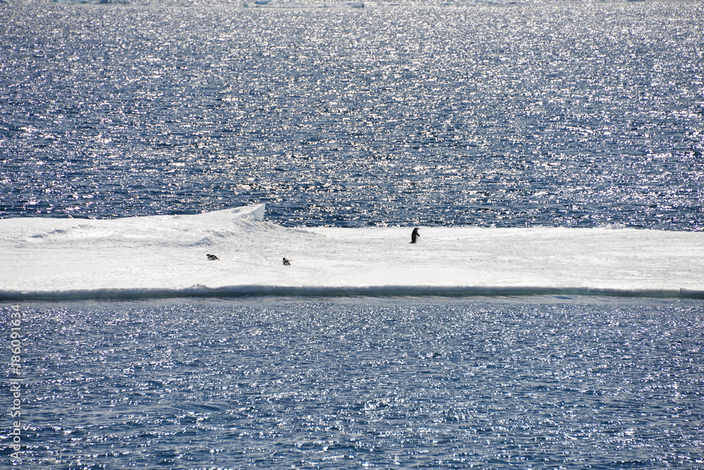 Naklejka premium View from the ship - Antarctica