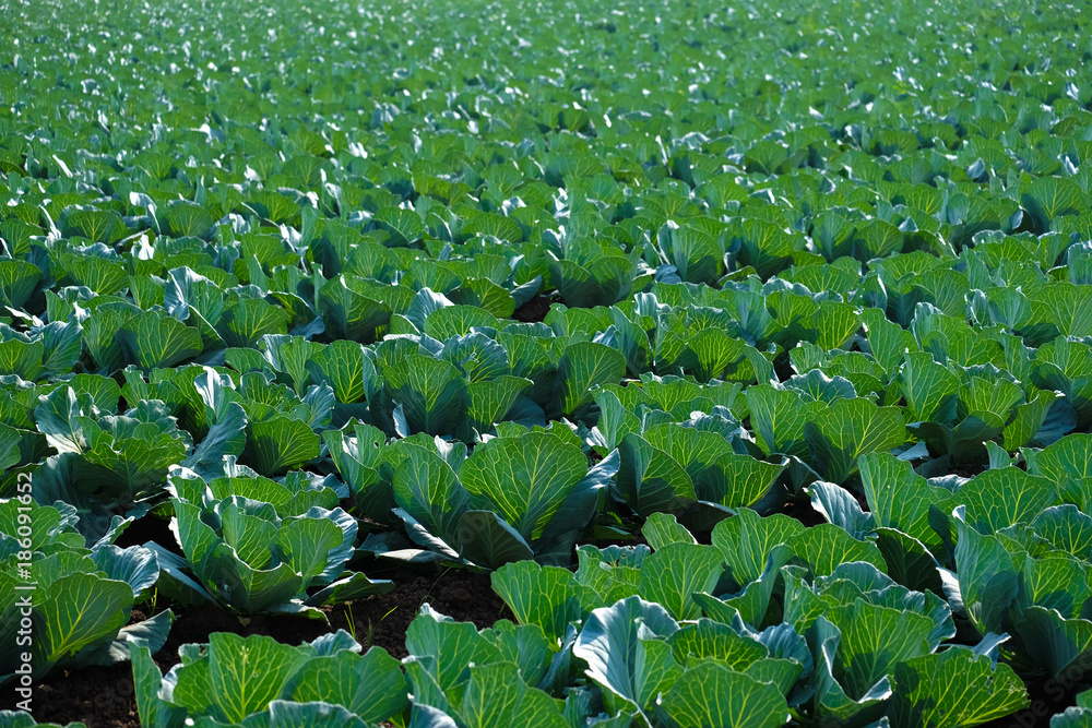 Fototapeta premium Growing cabbage farm field - Crop plots 