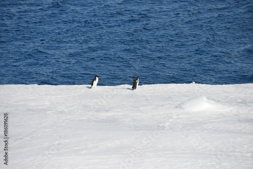 Penguins on the ice