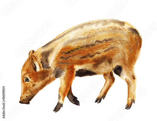 Watercolor wild boar piglet