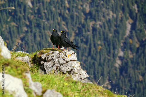 Bergdohle in den bayerischen und tiroler Alpen photo