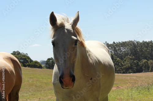 Australian horse farm © cstanmore