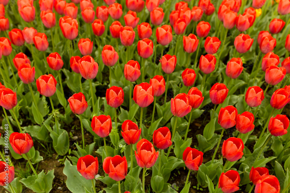 Beautiful red tulips in a park in the nature Beautiful red tulips in a park in the nature