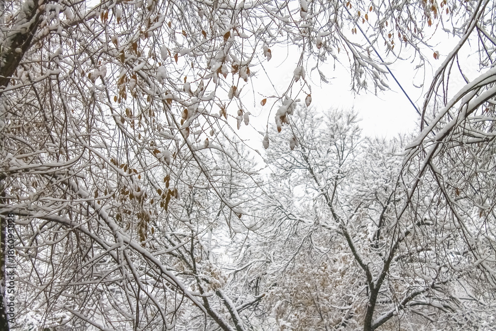First snow. Snow flakes in the air. White branches on the trees. Winter. First snow. Snow flakes in the air. White branches on the trees. Winter.