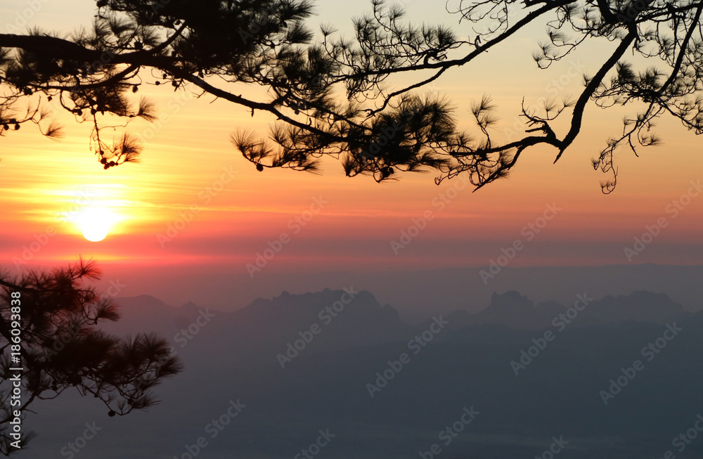 Nature landscape light and mountains with pine branches background
