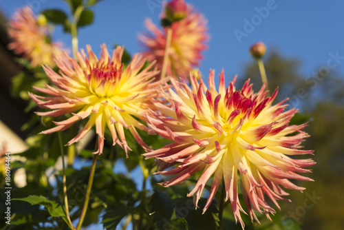 Fototapeta Naklejka Na Ścianę i Meble -  Gelb und rote Blätter der Blüte einer Hirschgeweihdahlie Dahlia im der Morgensonne im Herbst