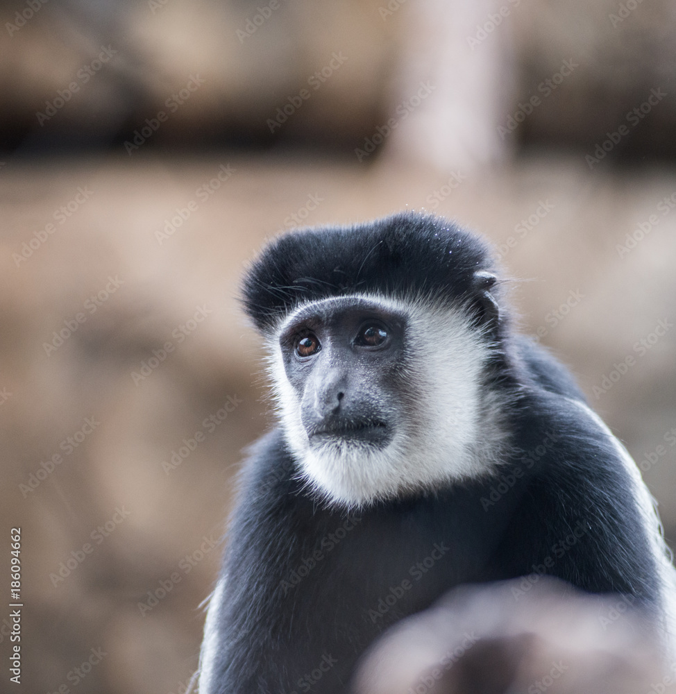 Cute little monkey from the zoo Cute little monkey from the zoo