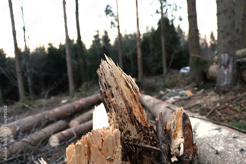 The detail on tree and trees after windfall