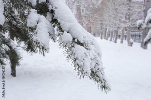 Snow on the spruce