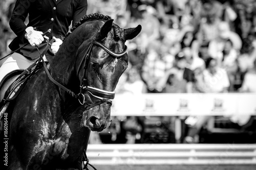 a horse in portraits at a tournament shows relaxed and chews out of hand