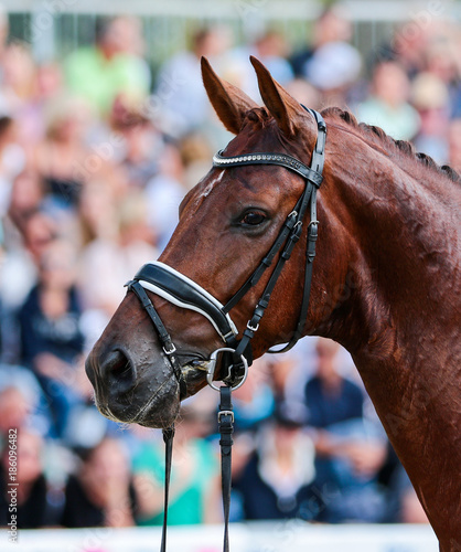 Horse in competition at a tournament in portrait © RD-Fotografie
