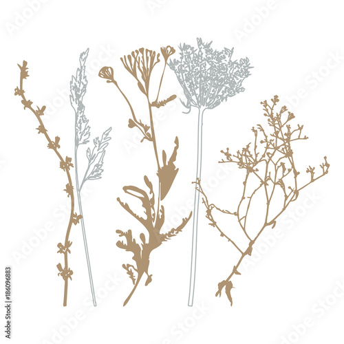 Meadow grasses, herbs and flowers outlines.