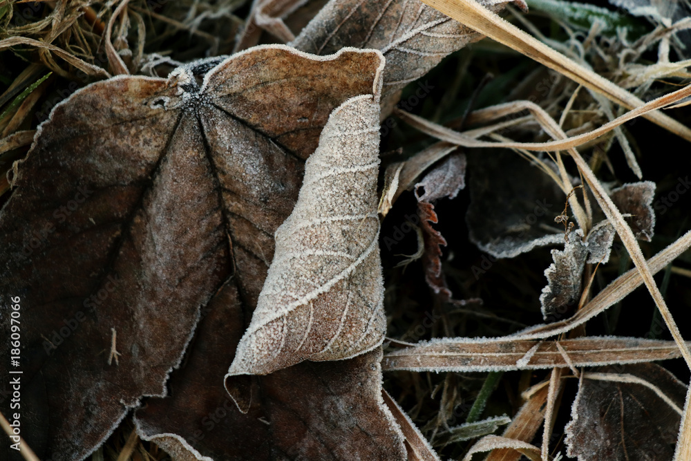 Hoarfrost on the brown leafs and stems of grass Hoarfrost on the brown leafs and stems of grass