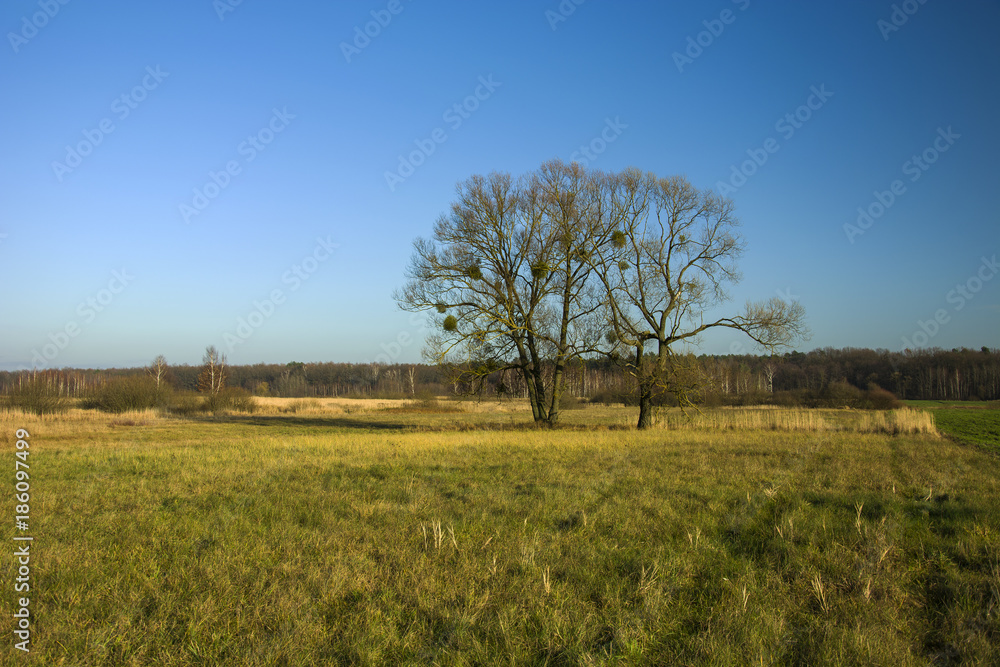 Big trees on a meadow in front of the forest and blue sky