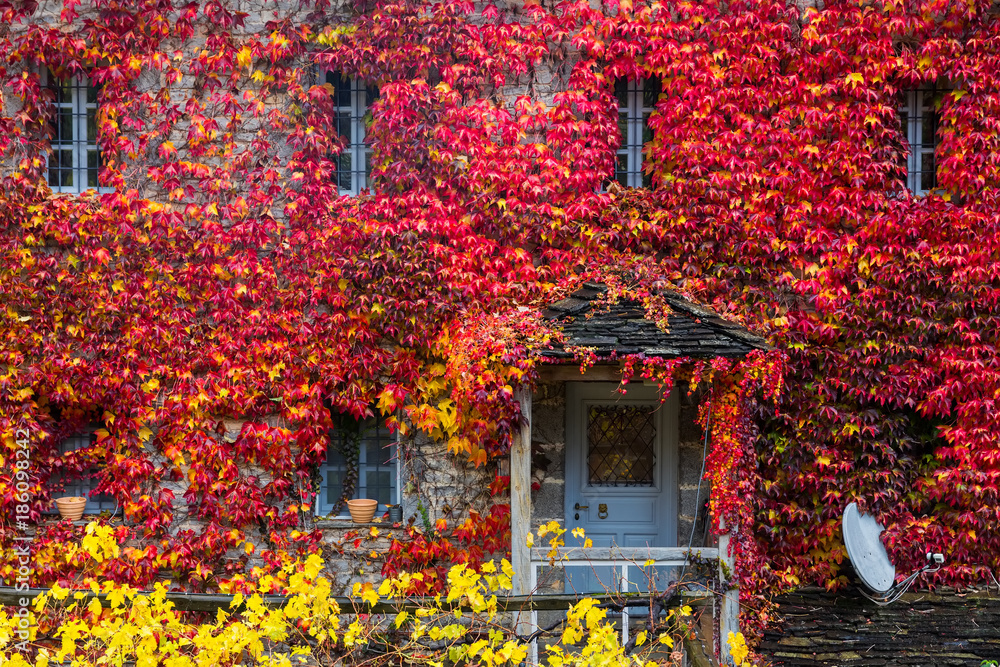 Fall red leafs climb a multi stored building fasade, omitting windows. Seasonal Autumn background.
