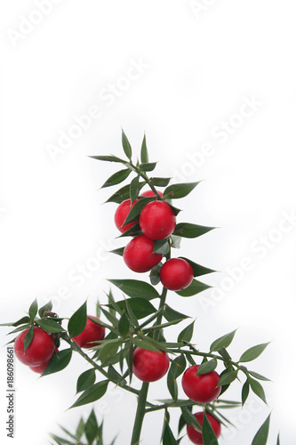 Ruscus aculeatus, known as butcher's-broom. Branch with red berries and green leaves on white background