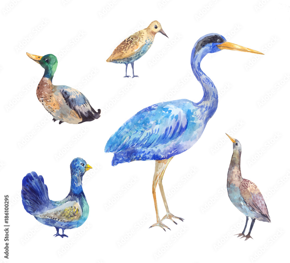 Obraz premium Set of birds living in a swamp. Heron, bittern, black grouse, drake, wader. Watercolor illustration