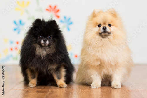 Two dogs of breed a Pomeranian sitting on the floor next