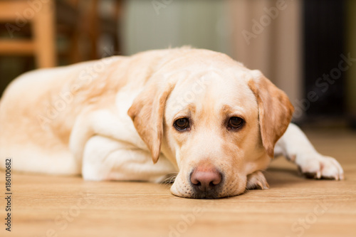 dog of the Labrador breed of beige color lies on the floor