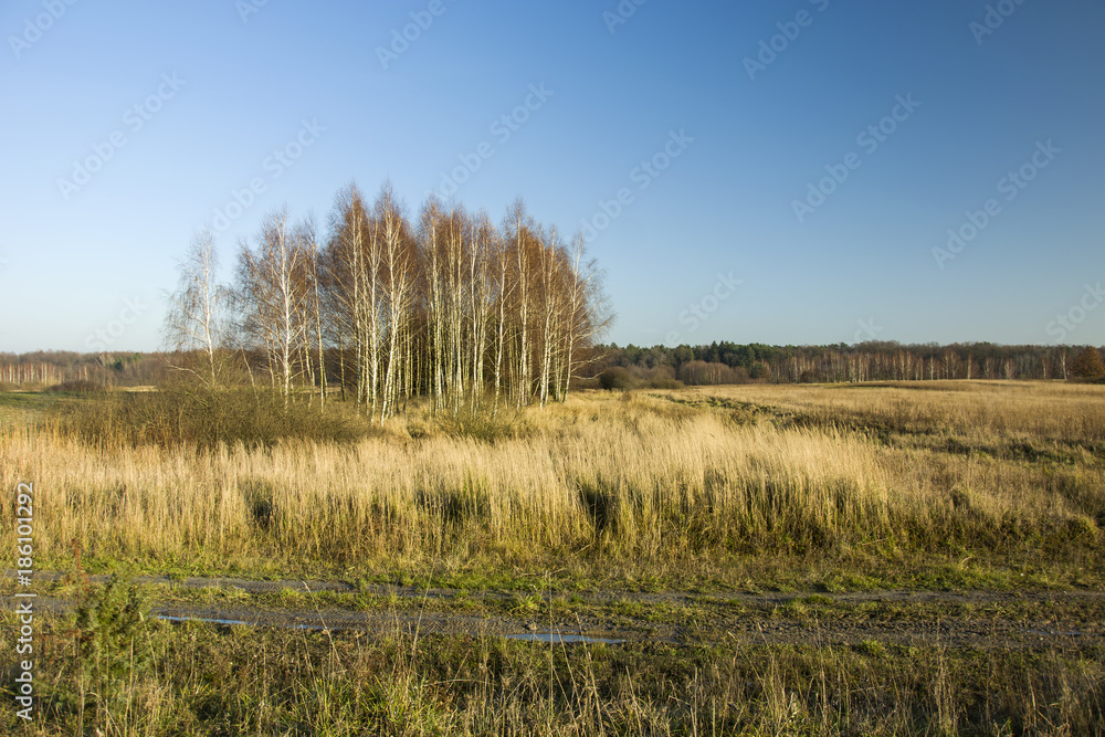 Obraz premium Dirt road through grassy meadows, forest and clear sky