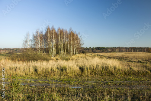 Dirt road through grassy meadows, forest and clear sky