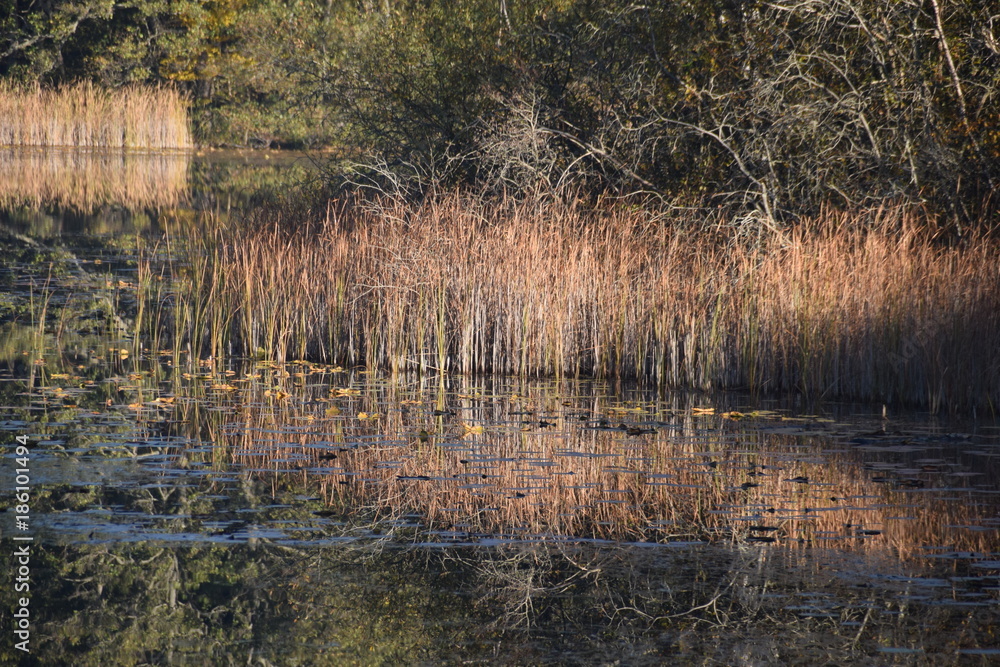 Autumn at the lake with reeds Autumn at the lake with reeds